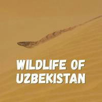 Wildlife of Uzbekistan | Ўзбекистоннинг ёввойи табиати