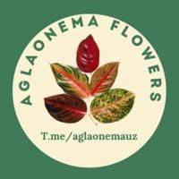 Aglaonema flowers