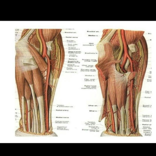 Anatomy for final