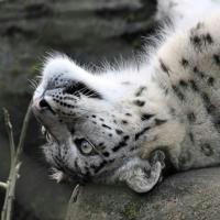 Hourly Sneps