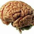 سیناپس (درباره مغز بدانیم)