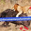 Documentary of Wild