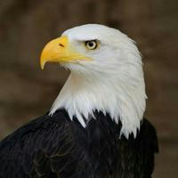 عقاب Eagle