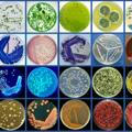 Bacteriology