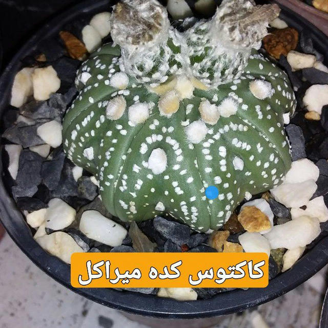 🌵کاکتوس کده میراکل🌵