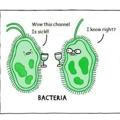 Bacterial-Memes