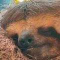Cute sloth sleep at home