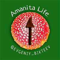 Amanita_life