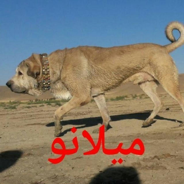 سگهای قهرمان ❤💙💪❤💙ایران زمین کانال جعفراراکی تقدیم عشق بازان گل ایران زمین