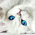 Cat Meow Nyan Neko