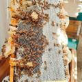 کانال آموزش زنبورداری،عسل،ژل رویال،گرده