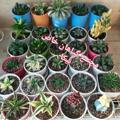 فروشگاه گیاهان خاص نیکا.ارسال از مهاباد.هاورتیا.ترانگاتا