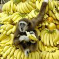 Банан революции