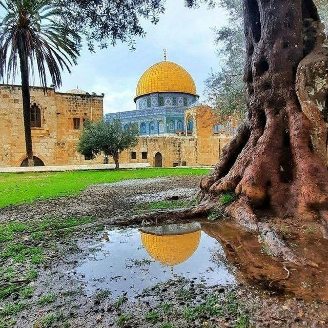 اخضــريَّة القـ𓂆ــلب 💚