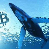 Whales Crypto Guide