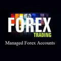 FOREX LIVE TRADING SCALPING ®