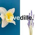 Lavedille.