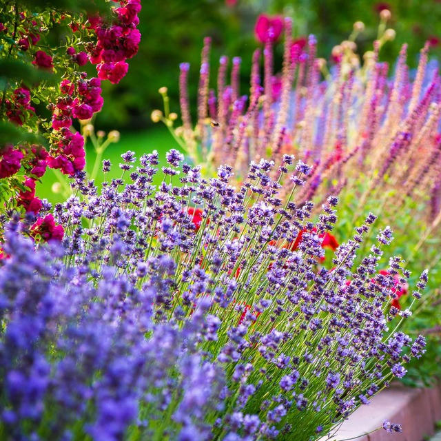 🍀 Paisajismo y Jardinería 🍀