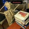 Anatomy1