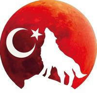 Стамбульский волк