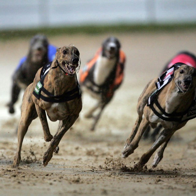 Greyhound free tips page