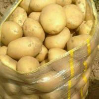 🥔🥔🥔🥔 تولیدکننده بذر سیب زمینی لیبل دار همدان🥔🥔🥔🥔🌹🌹