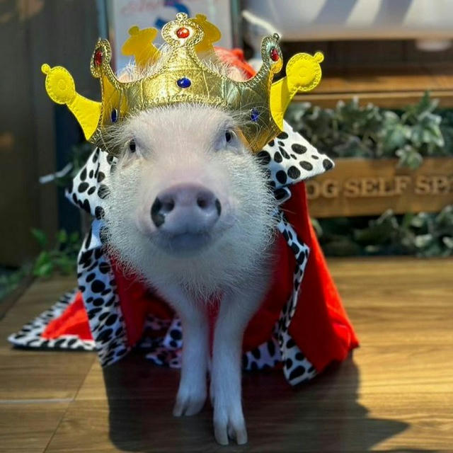 Свинятор 🐽 Piggy Минипиги Minipiggy Поросята