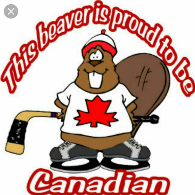 Canadian beavers