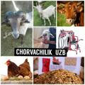 CHORVACHILIK_UZB
