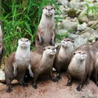 🦦 Otter gang 🦦