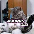 CH ASUPAN GIZIII