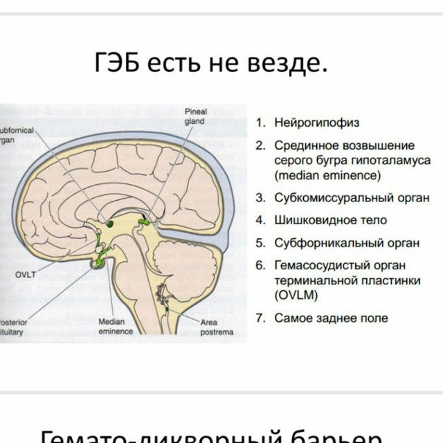 @neurowebinar1. Нейровебинар. Лекции по неврологии.