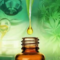 Agropermacultura Cannabica CBD