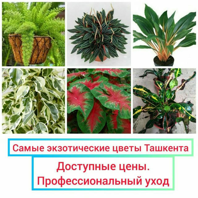ДЕКОРАТИВНО-ЛИСТВЕННЫЕ И ЦВЕТОЧНЫЕ РАСТЕНИЯ.