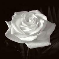 Die Weisse Rose