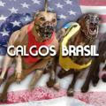 GALGOS BRASIL FREE