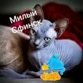 Милый Сфинкс 🐈