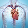 Para tu corazón, tu circulación y tus pulmones.❤️❤️❤️