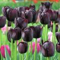 Lolazorim tulips 3-kanali