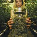 Семицветик конопли Выращивание марихуаны 420