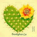 Bavaghar_cactus