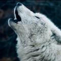 Der böse Wolf - Infokanal