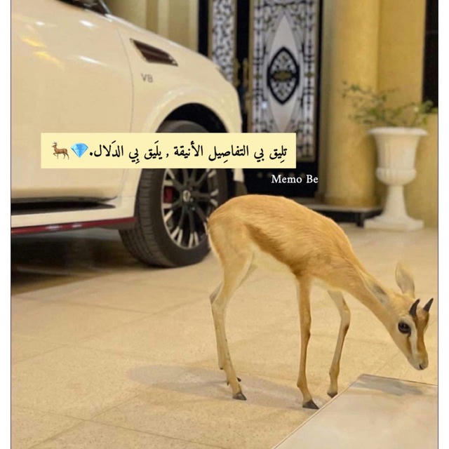 لـ 𝓡 💎🦌