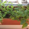Selbstversorgung mit Gemüse vom Balkon