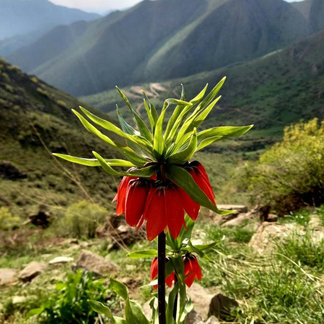 Paveh view