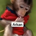 gibahan arkan