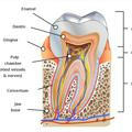 Dental anatomy Only