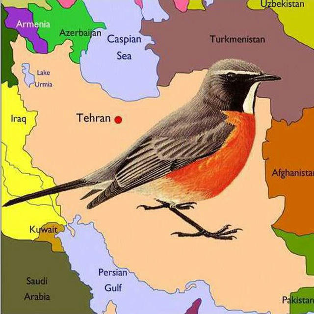 کانال ثبت پرندگان ایران