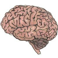 Hippopocampus. Канал про мозг, поведение и нейронауки