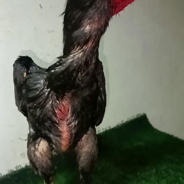 ☝️CHEMPIYON🏆 🐓XOROZLAR🐓 +998995329161